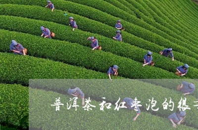 普洱茶和红枣泡的很苦/2023092846260