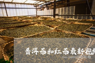 普洱茶和红茶最新视频/2023100896058