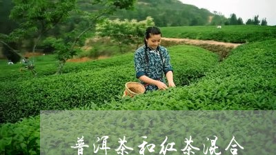 普洱茶和红茶混合/2023121684147