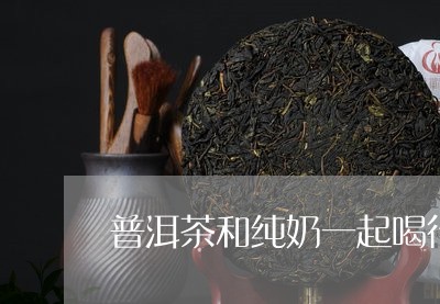 普洱茶和纯奶一起喝行吗/2023082564160