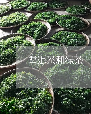 普洱茶和绿茶一个味道/2023092696259