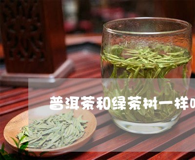 普洱茶和绿茶树一样吗/2023092652736