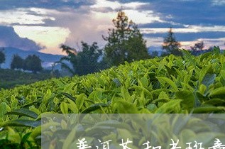 普洱茶和老斑章哪个好喝/2023102497148