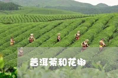 普洱茶和花椒/2023042669670