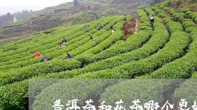 普洱茶和花茶哪个更好/2023062519383