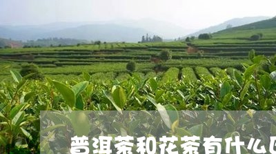 普洱茶和花茶有什么区别和功效/2023110385837