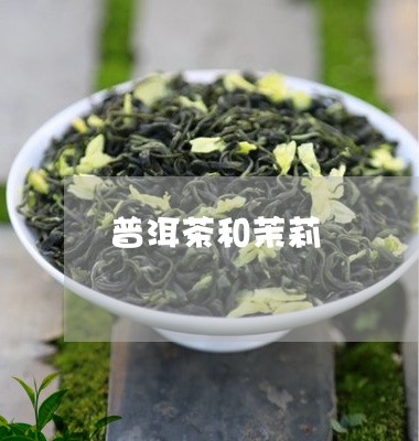 普洱茶和茉莉/2023042748103