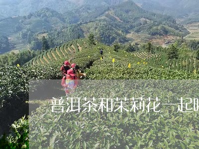 普洱茶和茉莉花一起喝/2023120799251