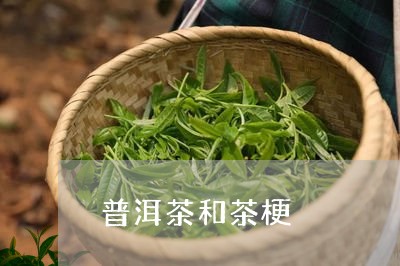 普洱茶和茶梗/2023042843816