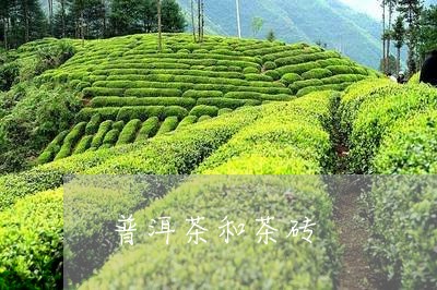 普洱茶和茶砖/2023042866852