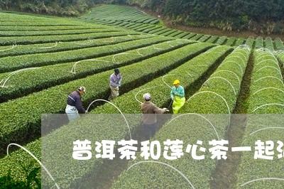 普洱茶和莲心茶一起泡/2023061913705