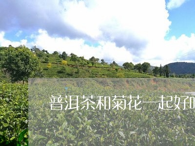 普洱茶和菊花一起好吗/2023092817261