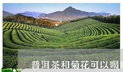 普洱茶和菊花可以喝吗/2023062096292