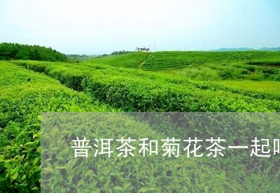 普洱茶和菊花茶一起喝/2023092555159