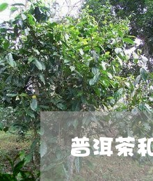 普洱茶和菊花茶一起喝会上火吗/2023110374148