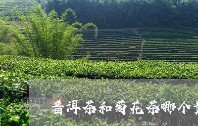 普洱茶和菊花茶哪个贵/2023072485037