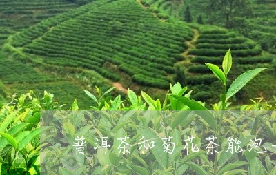 普洱茶和菊花茶能泡一起么/2023051138360