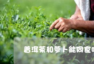 普洱茶和萝卜能同食吗/2023062147168