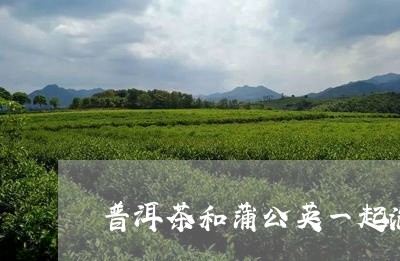 普洱茶和蒲公英一起泡/2023092613838