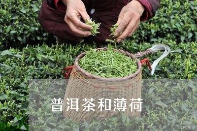 普洱茶和薄荷/2023042834809