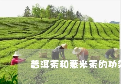 普洱茶和薏米茶的功效/2023120750514