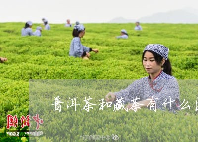 普洱茶和藏茶有什么区别和功效/2023102515039