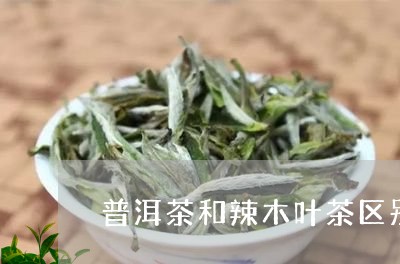 普洱茶和辣木叶茶区别/2023080375049