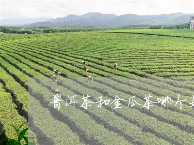 普洱茶和金瓜茶哪个好/2023080260603