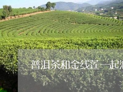 普洱茶和金线莲一起泡/2023092616069