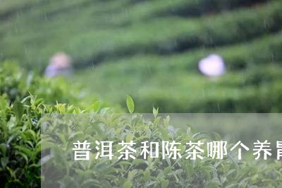 普洱茶和陈茶哪个养胃/2023100519794