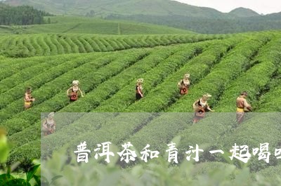 普洱茶和青汁一起喝吗/2023092630504