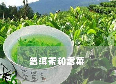 普洱茶和香菜/2023042760084