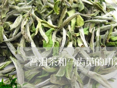 普洱茶和马齿苋的功效/2023092803040