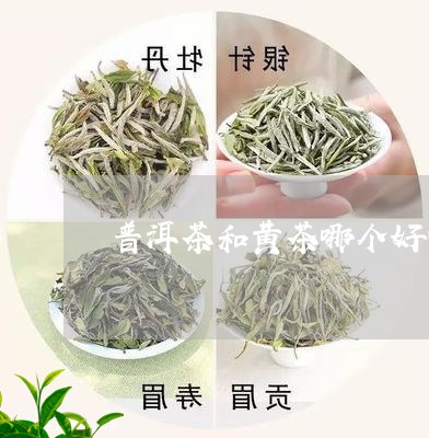 普洱茶和黄茶哪个好喝/2023080336969