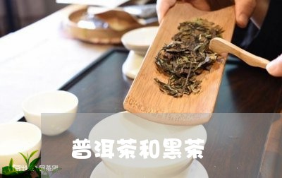 普洱茶和黑茶/2023042924163