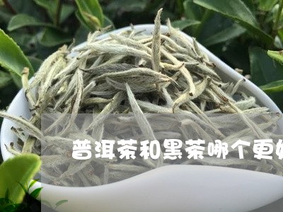 普洱茶和黑茶哪个更好/2023080373737