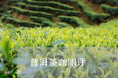 普洱茶咖测评/2023101681046