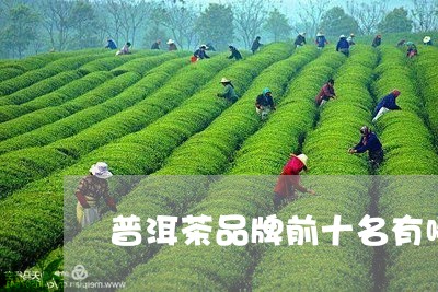 普洱茶品牌前十名有哪些/2023083001815