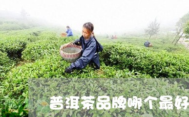 普洱茶品牌哪个最好用/2023080313704