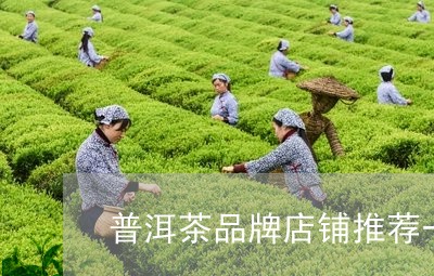 普洱茶品牌店铺推荐一下/2023110395037