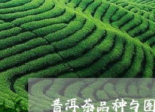 普洱茶品种与图片大全/2023062470503