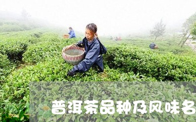 普洱茶品种及风味名称介绍/2023082782827