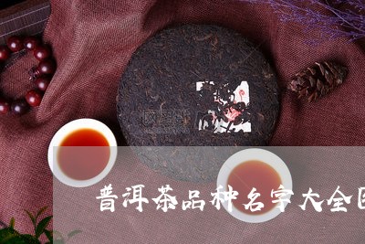 普洱茶品种名字大全图片/2023083006249