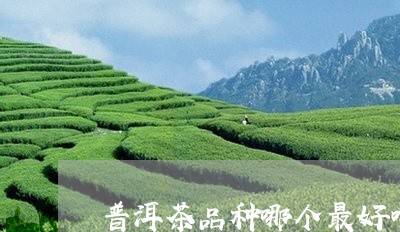 普洱茶品种哪个最好喝最香/2023110438481