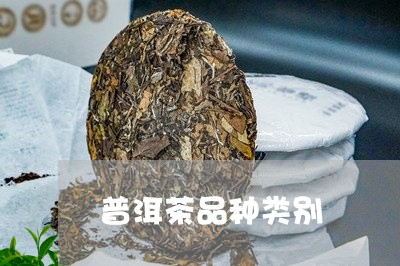 普洱茶品种类别/2023110658161