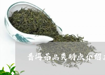 普洱茶品类特点介绍大全/2023082771804