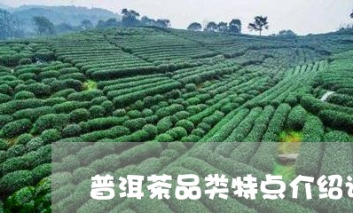 普洱茶品类特点介绍词简短/2023083014147