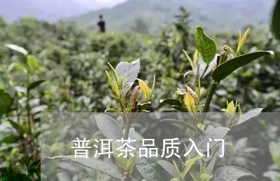 普洱茶品质入门/2023101645046