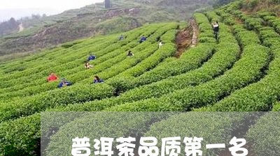 普洱茶品质第一名/2023110901592