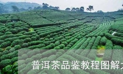 普洱茶品鉴教程图解大全/2023102489725